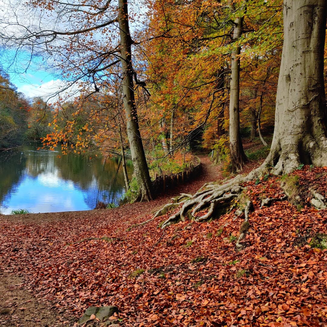 Gledhow Valley Woods lake