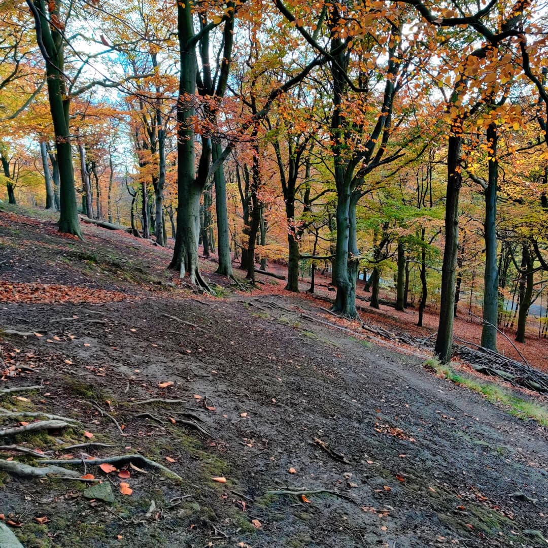 Gledhow Valley Woods trees growing straight, on a steep hill