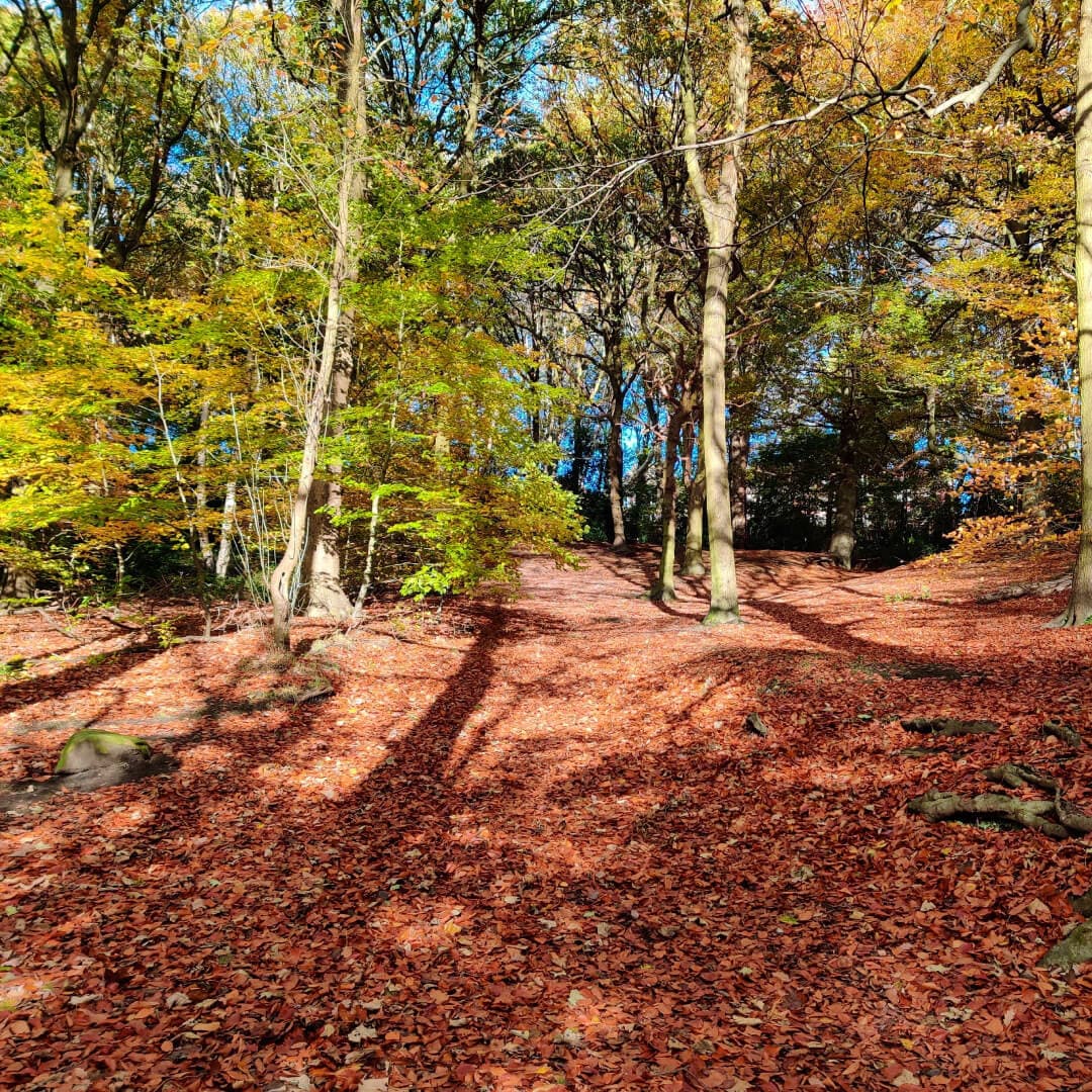 Gledhow Valley Woods in Autumn