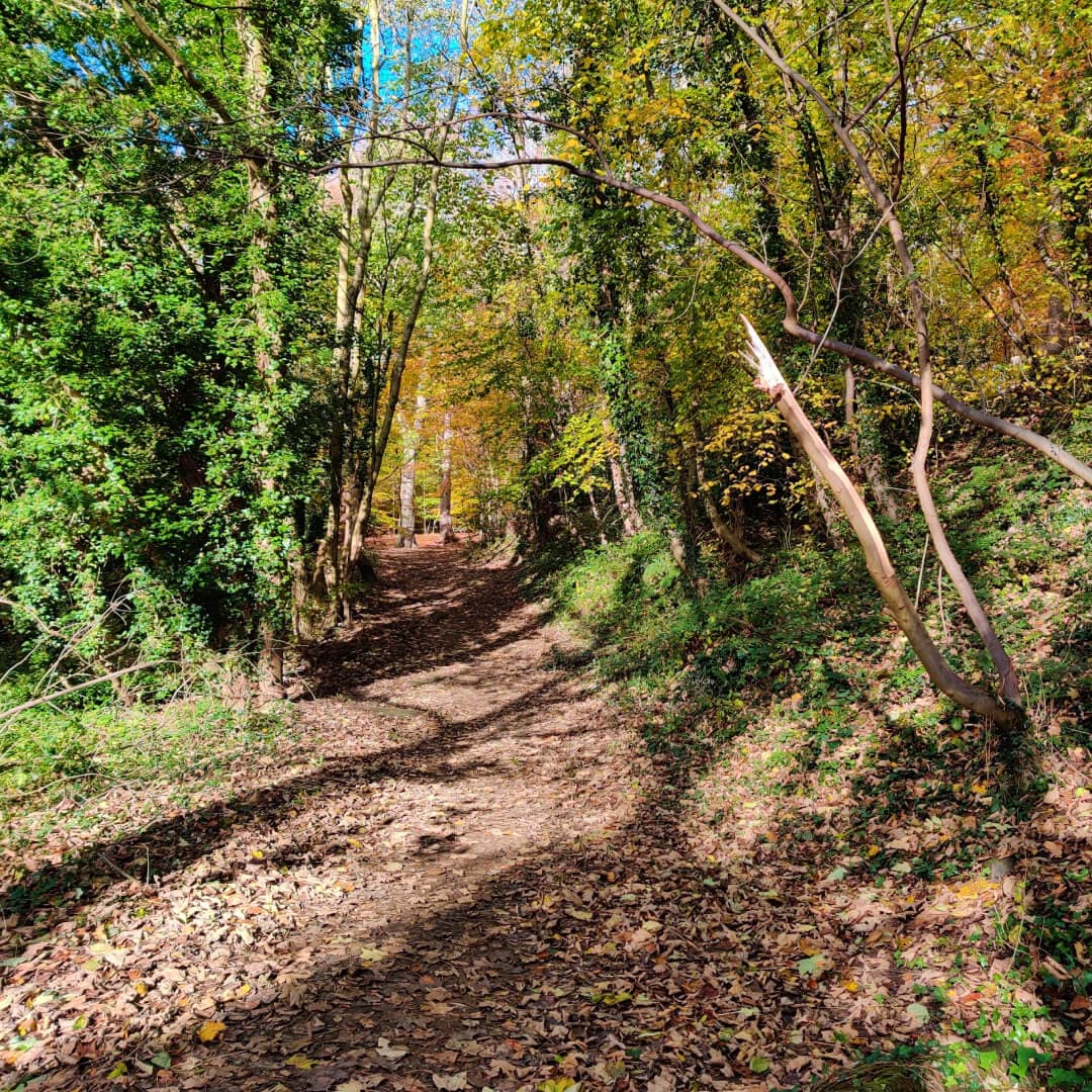 Gledhow Valley Woods path up the hill