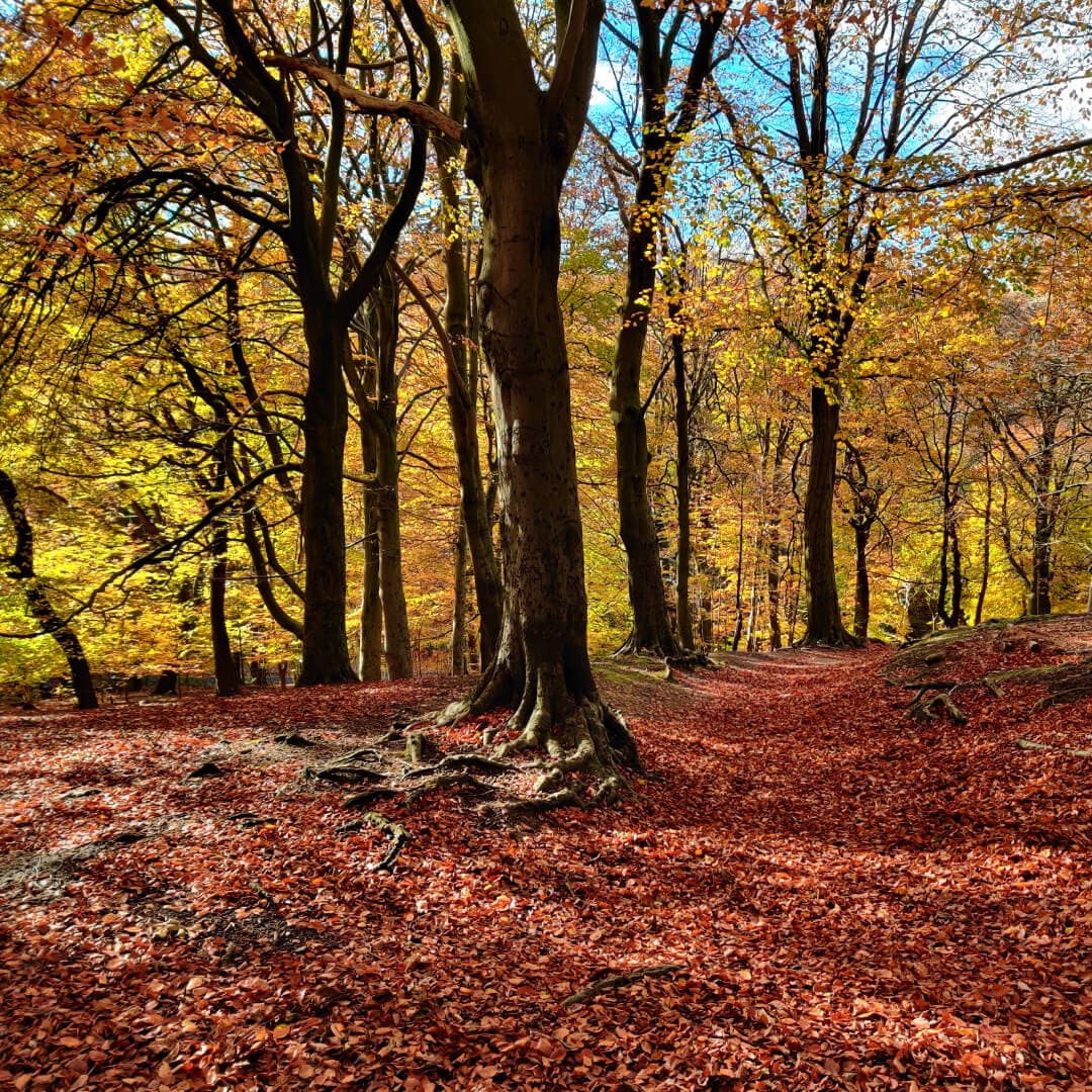 Gledhow Valley Woods in Autumn