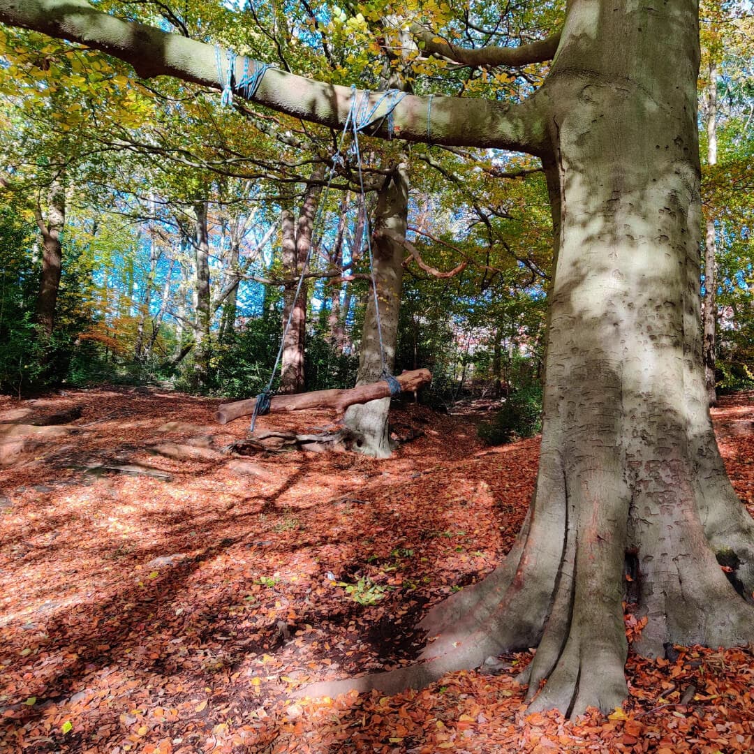 Gledhow Valley Woods in Autumn by rope swing