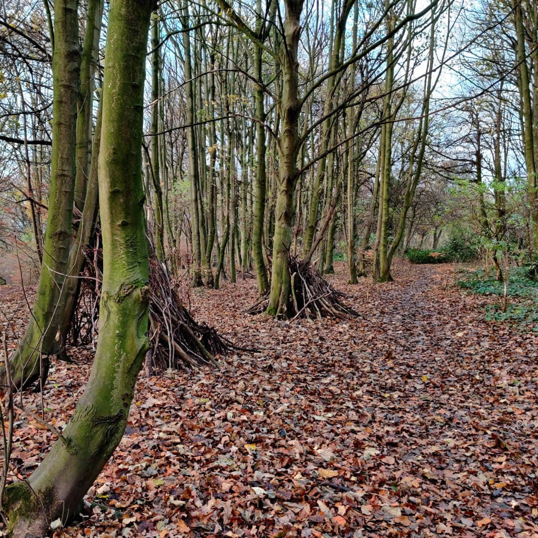 Beckett Park Woods