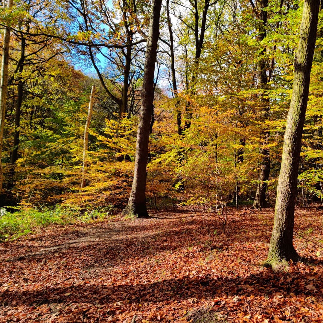 Gledhow Valley Woods in Autumn