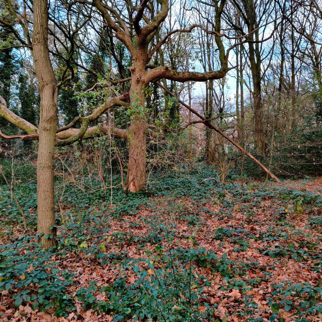 Beckett Park Woods