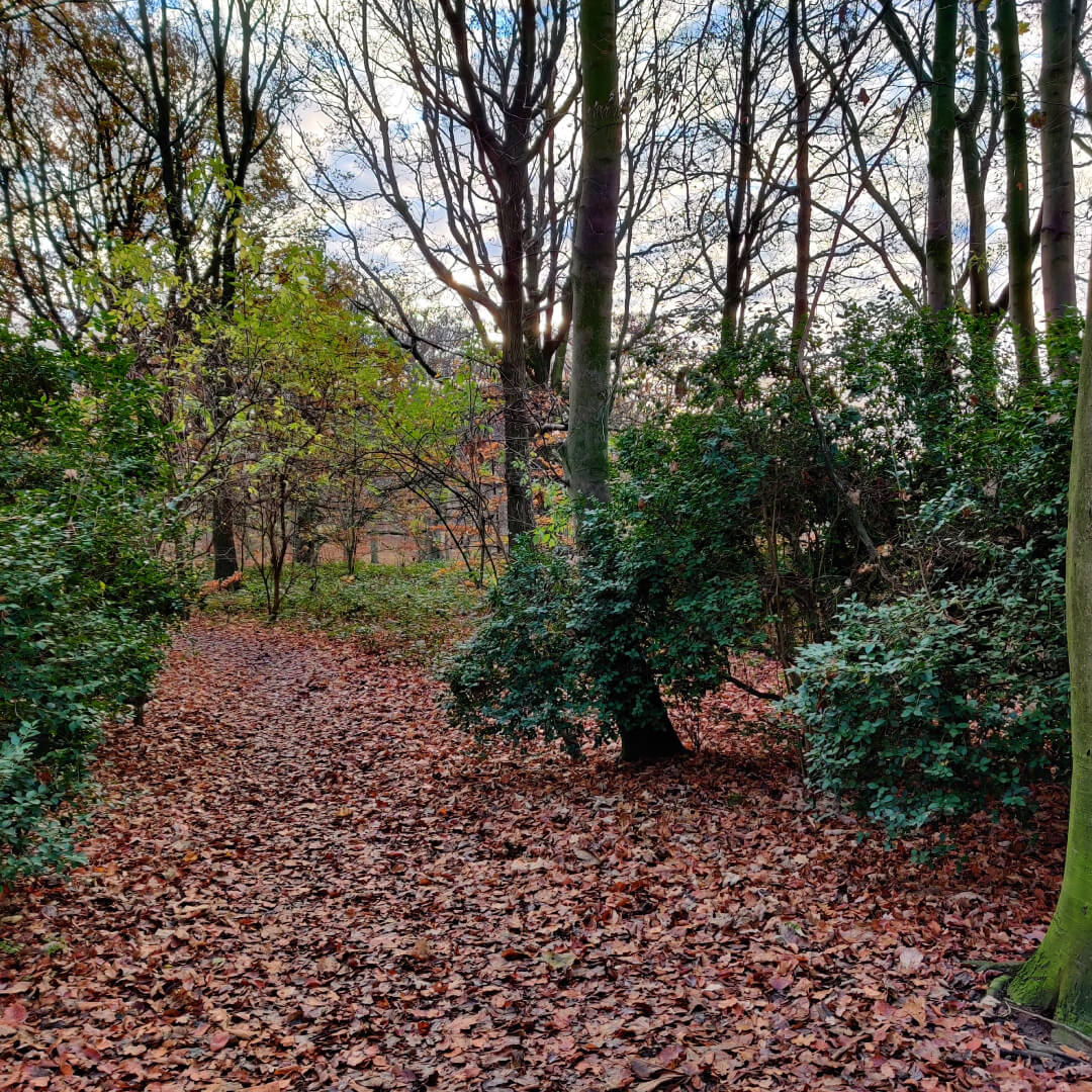 Beckett Park Woods