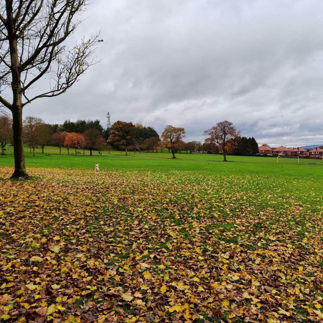 Bramley Park