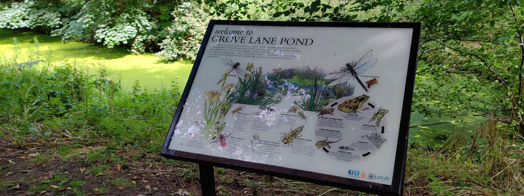 Grove Lane Pond with Sign