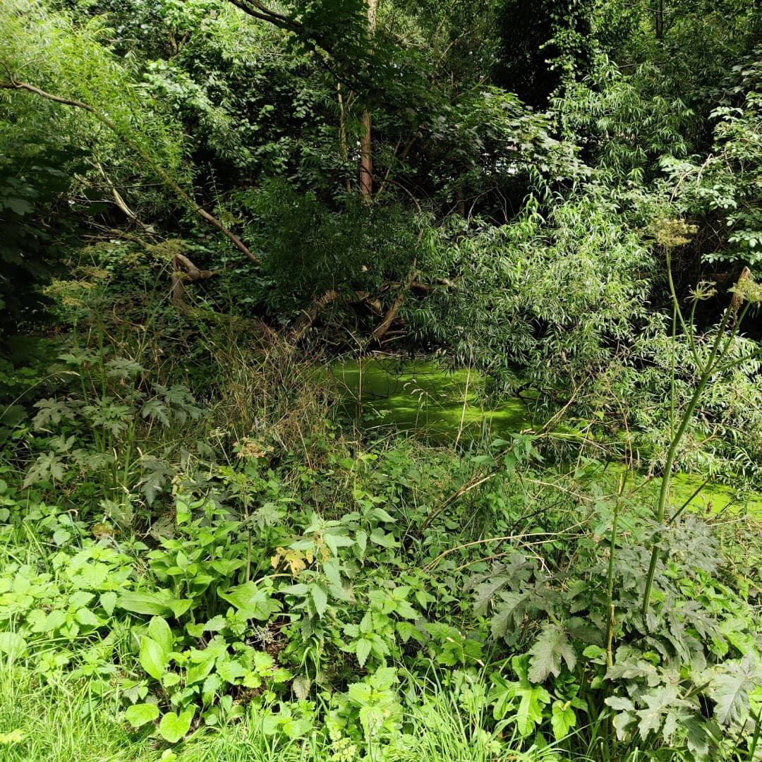 Grove Lane Pond undergrowth