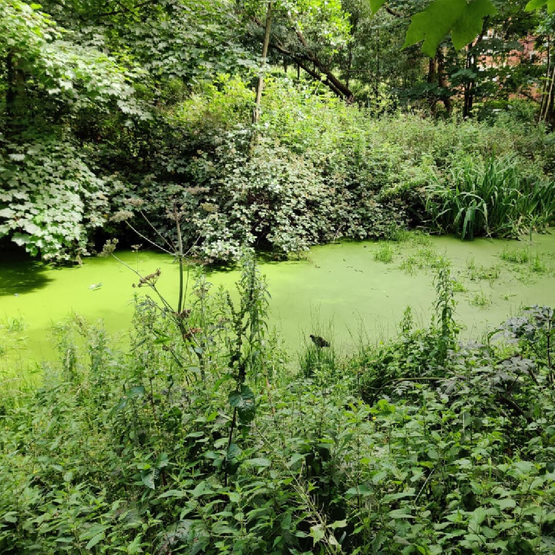 Grove Lane Pond