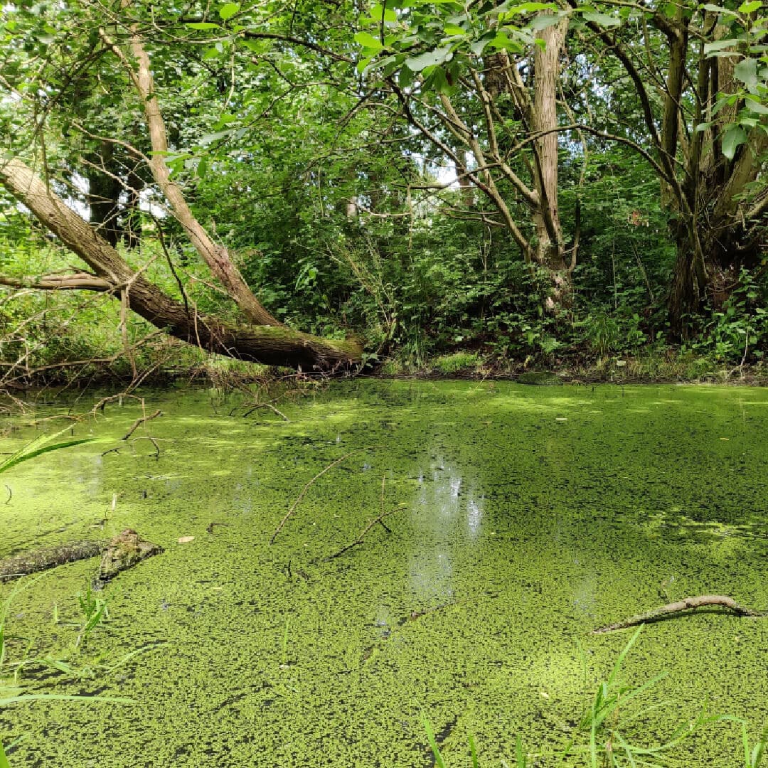 Grove Lane Pond