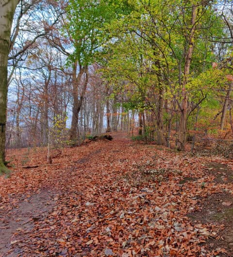 Batcliffe Woods in Autumn