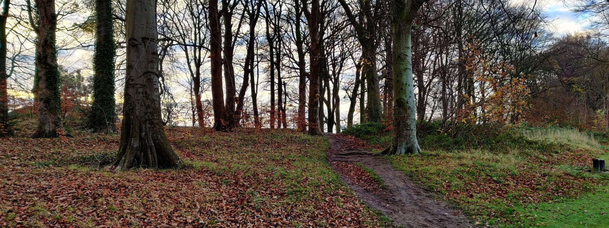 Batcliffe Woods in the morning