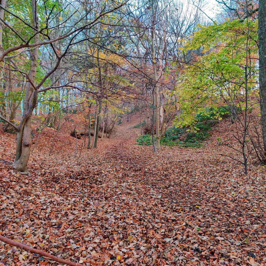 Autumn in Batcliffe Wood