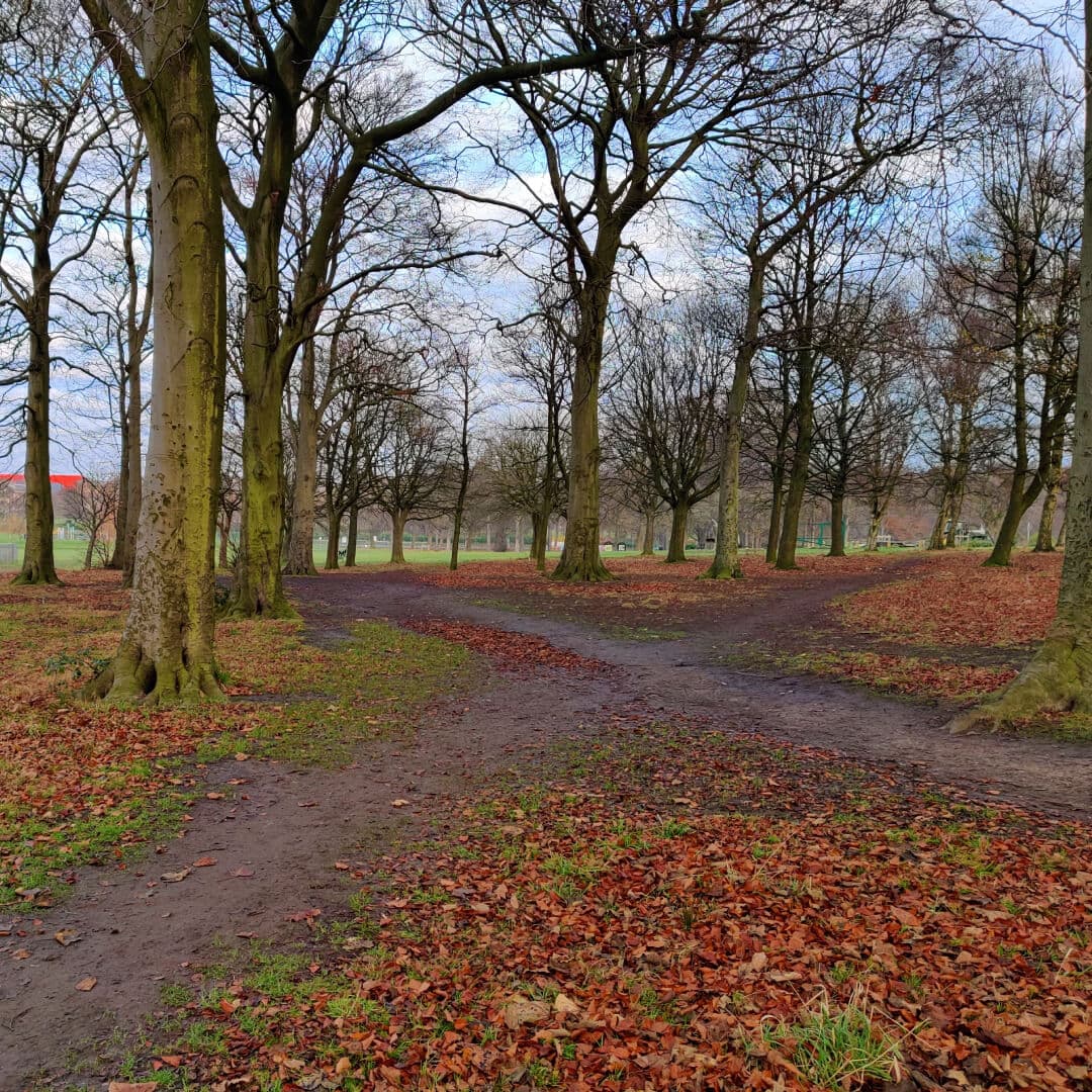 Path crossing in Batcliffe Wood
