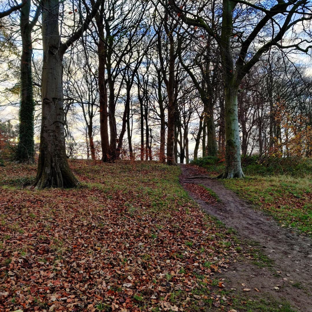 Batcliffe Wood in the morning