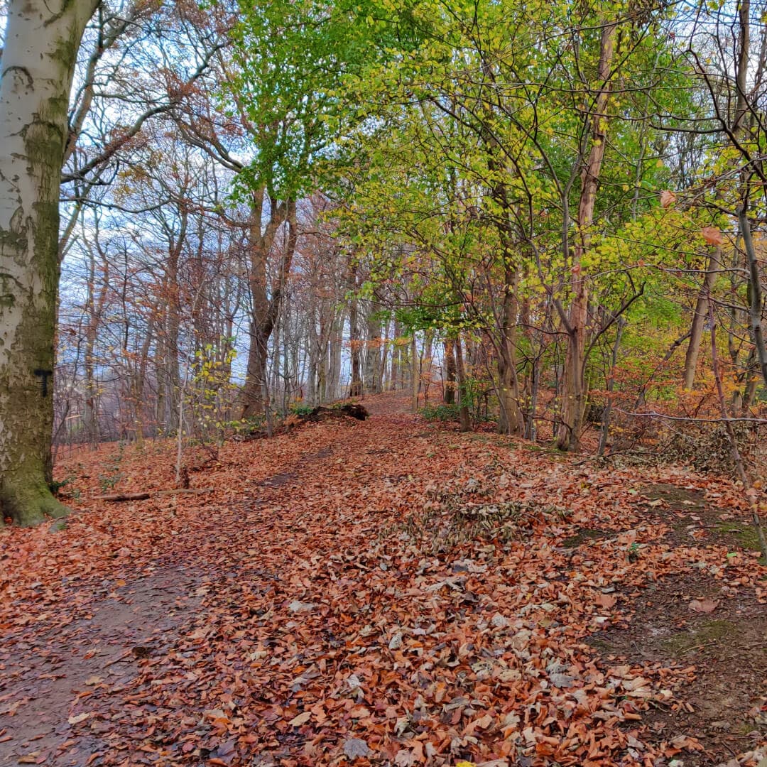 Muddy path through Batcliffe Wood