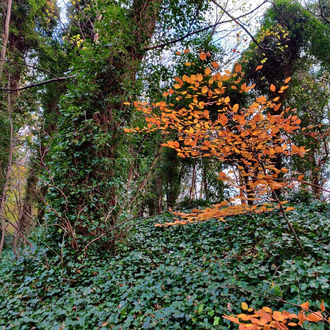 Batcliffe Wood Ivy