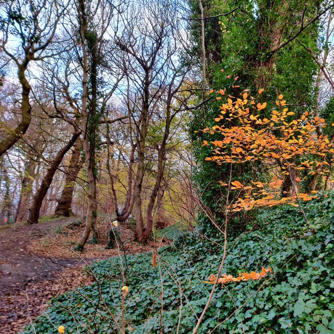 Muddy path through Batcliffe Wood