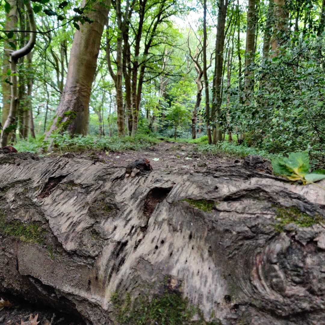Calverley Wood fallen tree
