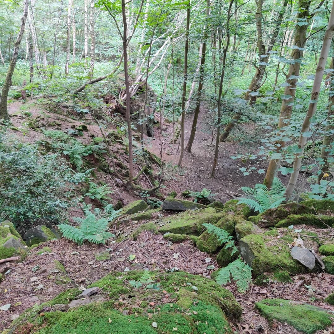 Calverley Wood