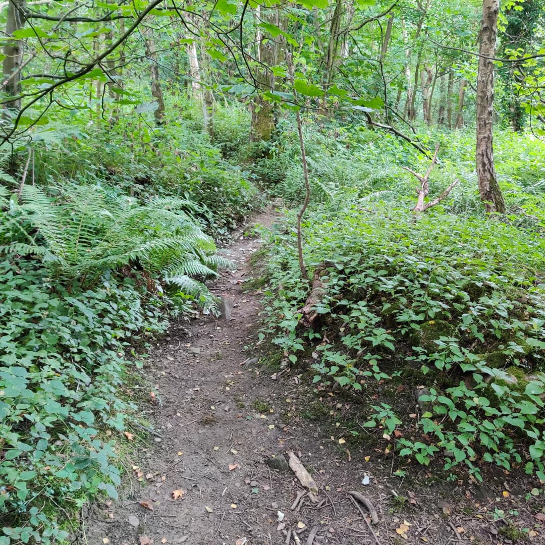 Calverley Wood path