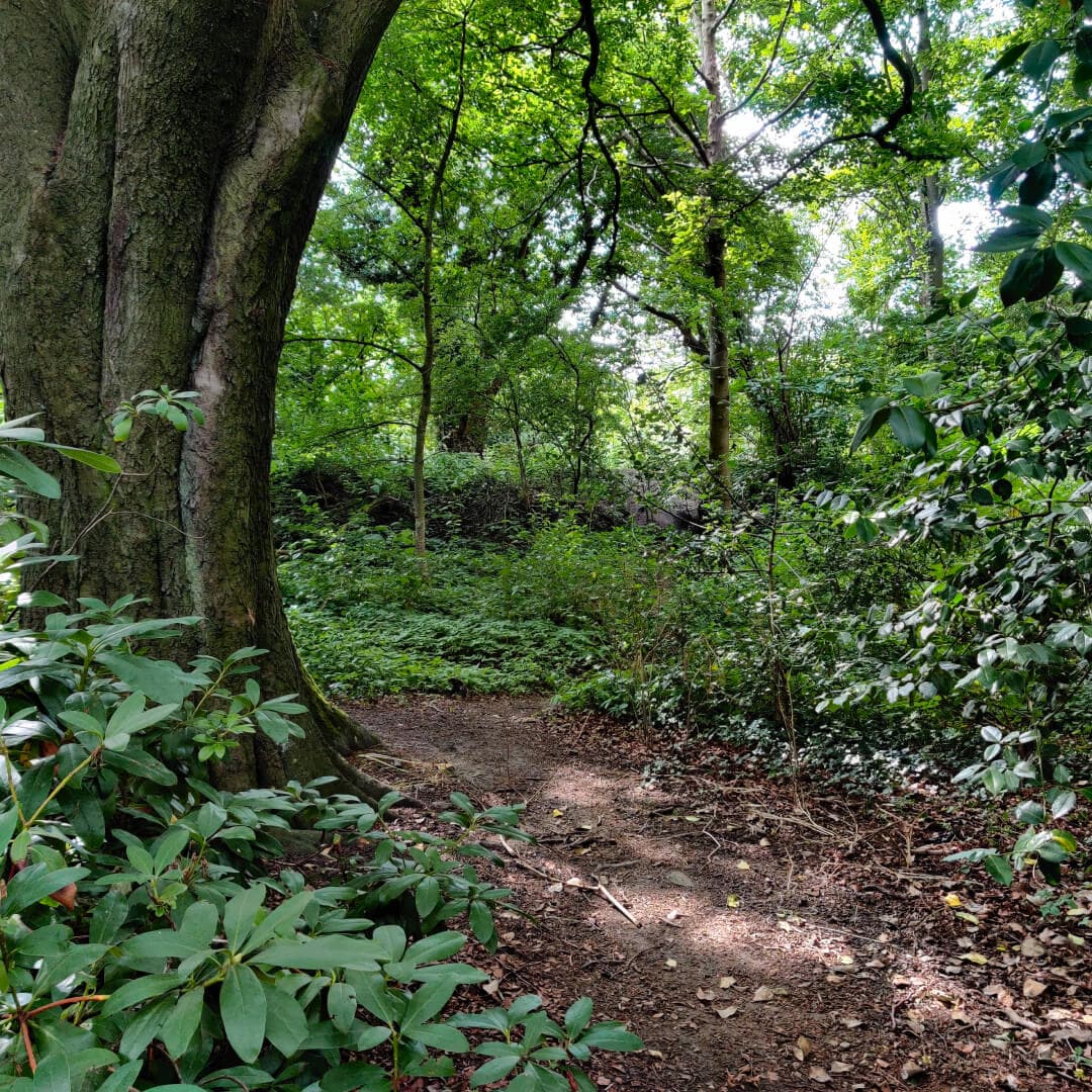 Calverley Wood
