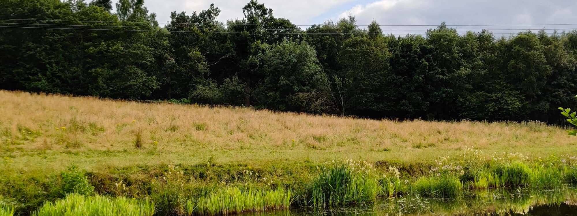 Calverley Wood by canal