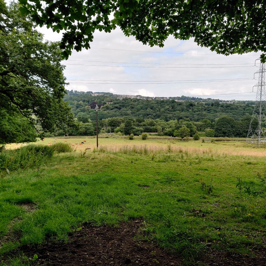 Calverley Wood view