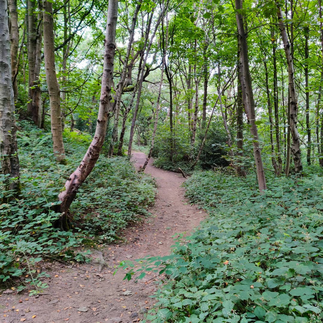Calverley Wood path