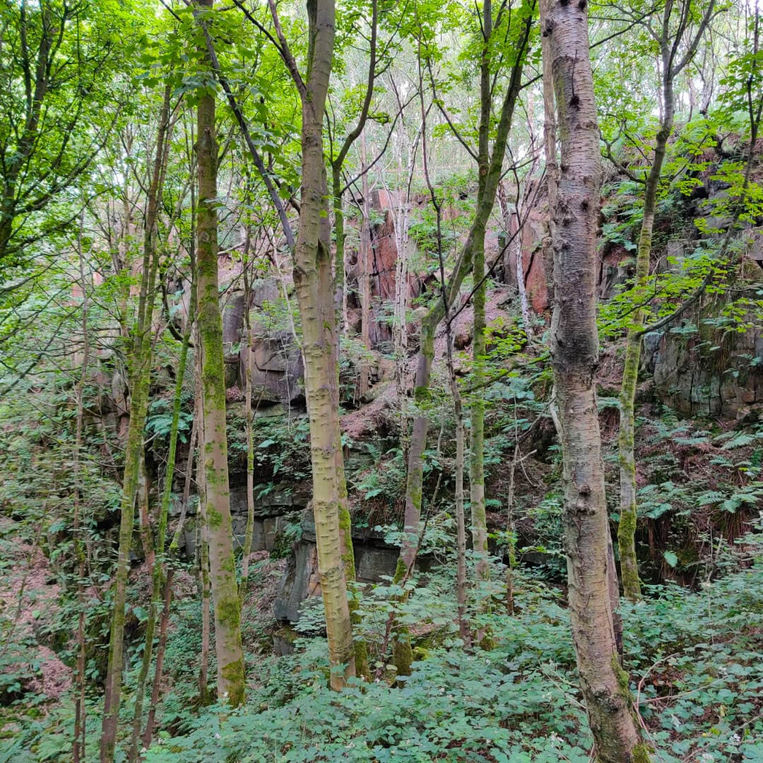Calverley Wood path under Quarry