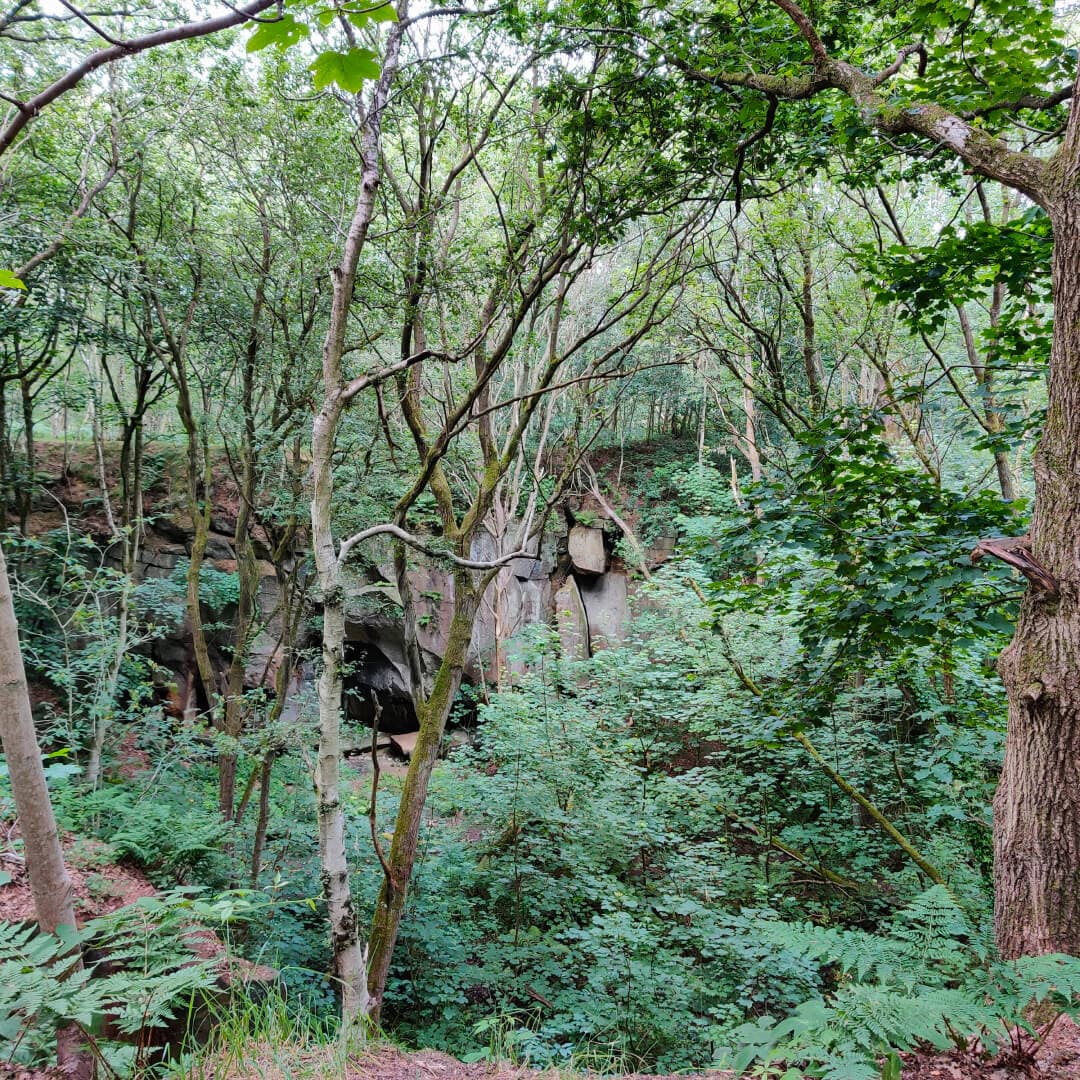 Calverley Wood