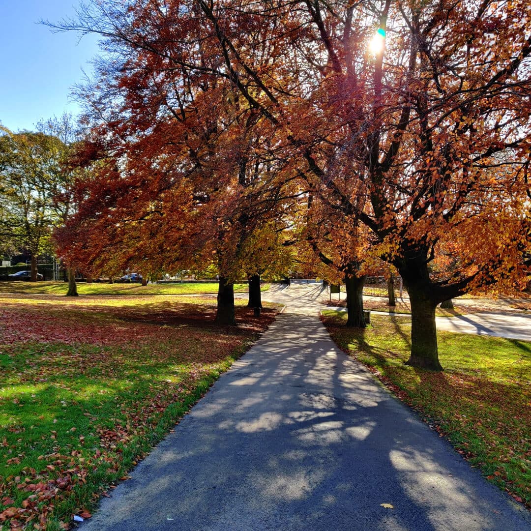 Path under trees Potternewton Park in Autumn