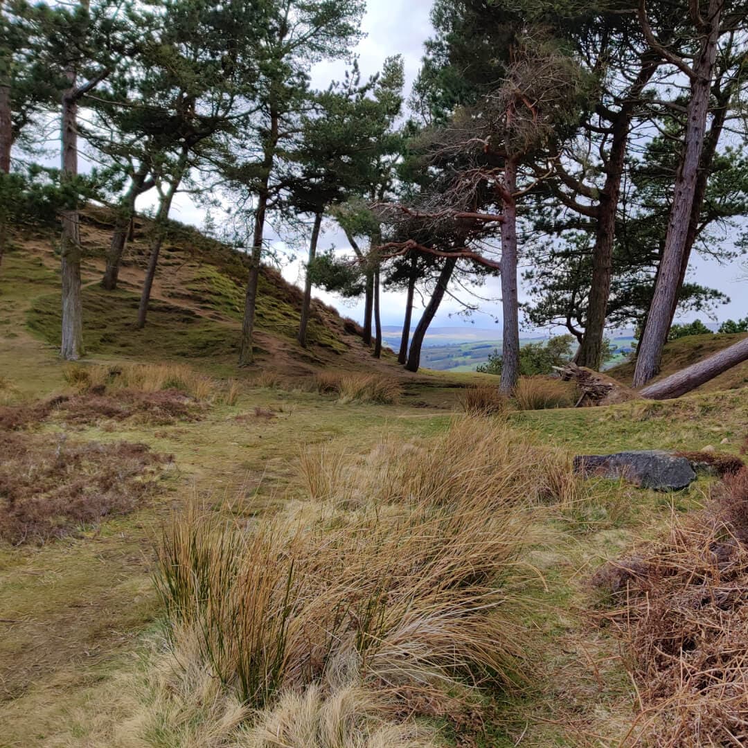 Ilkley Moor trees