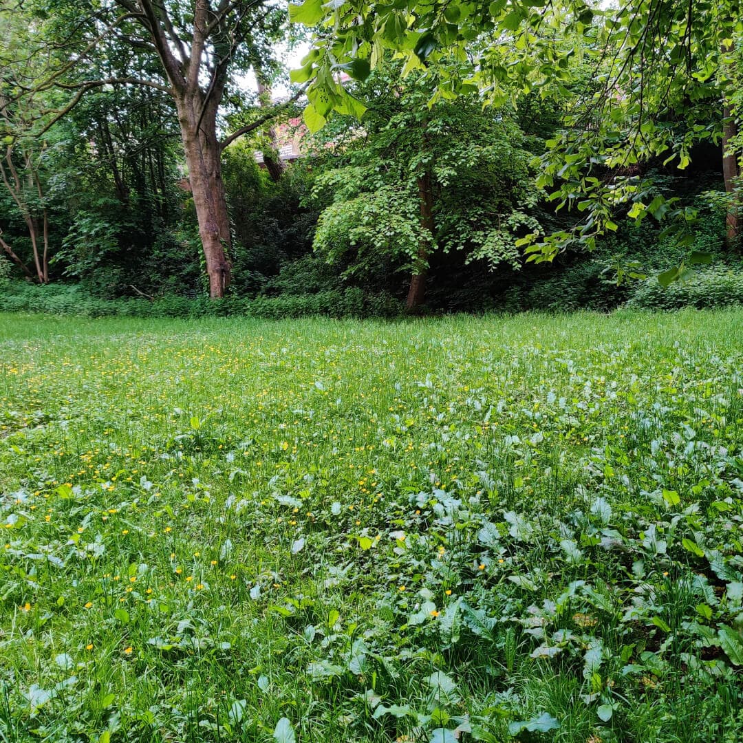 Woodhouse Ridge grass