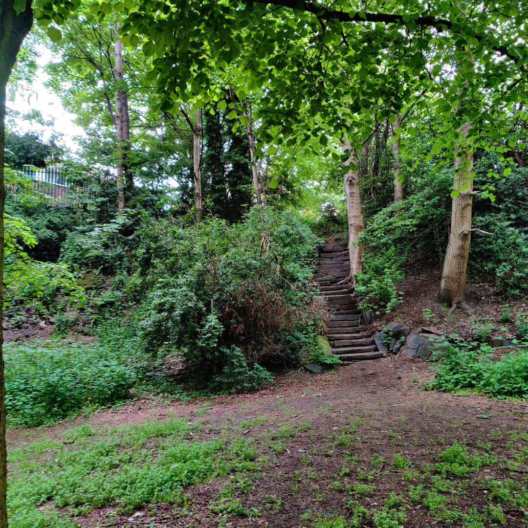 Woodhouse Ridge woods