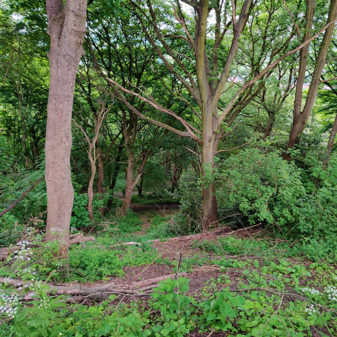 Woodhouse Ridge woods