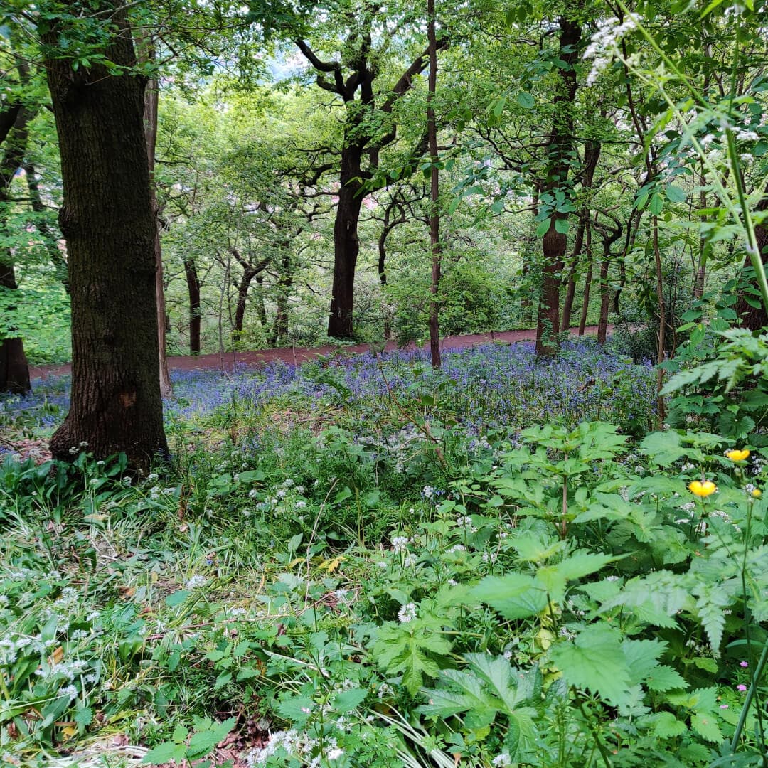 Woodhouse Ridge bluebells