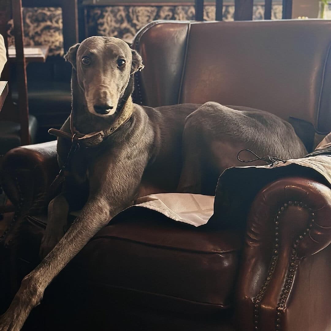 Adelphi Dog Friendly