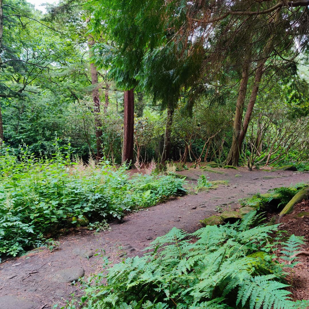 The Hollies Leeds path through woods