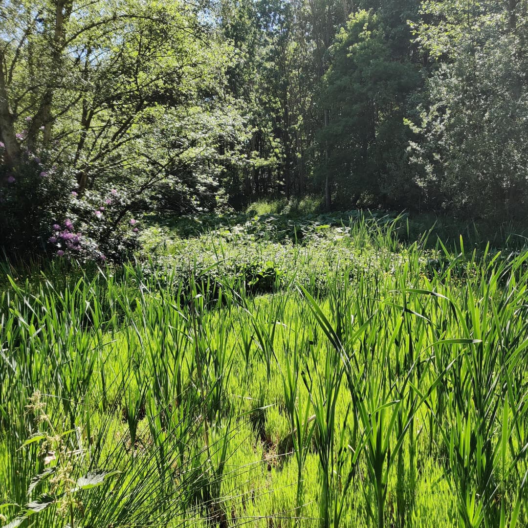 Reed bed and bog in sun at Yorkshire Sculpture Park