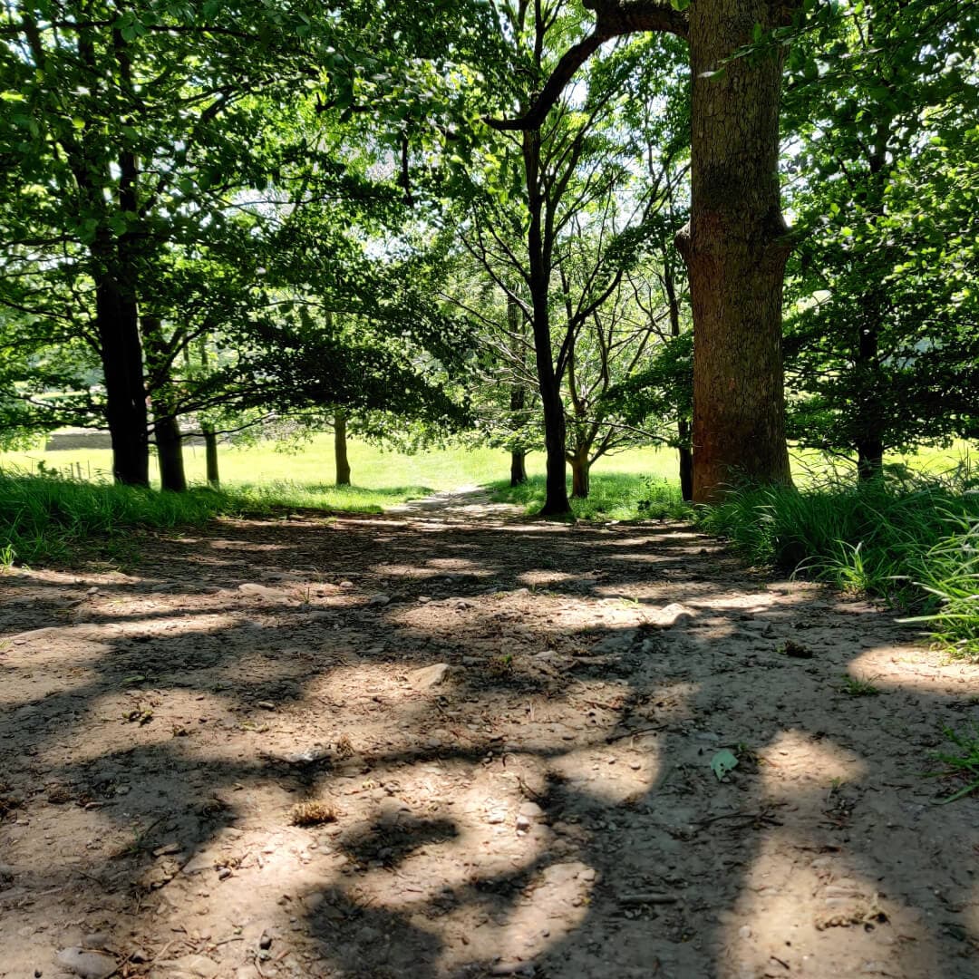 Shaded trees and path at Yorkshire Sculpture Park
