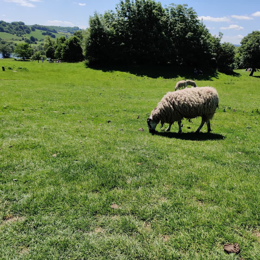 Sheep at Yorkshire Sculpture Park