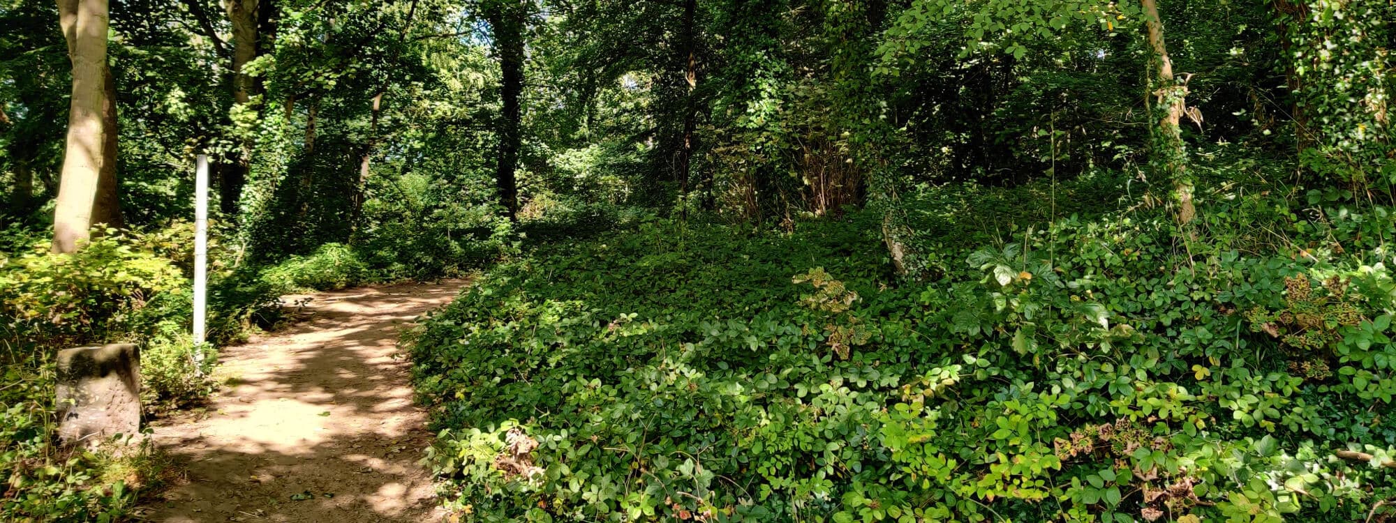 Hawksworth Wood