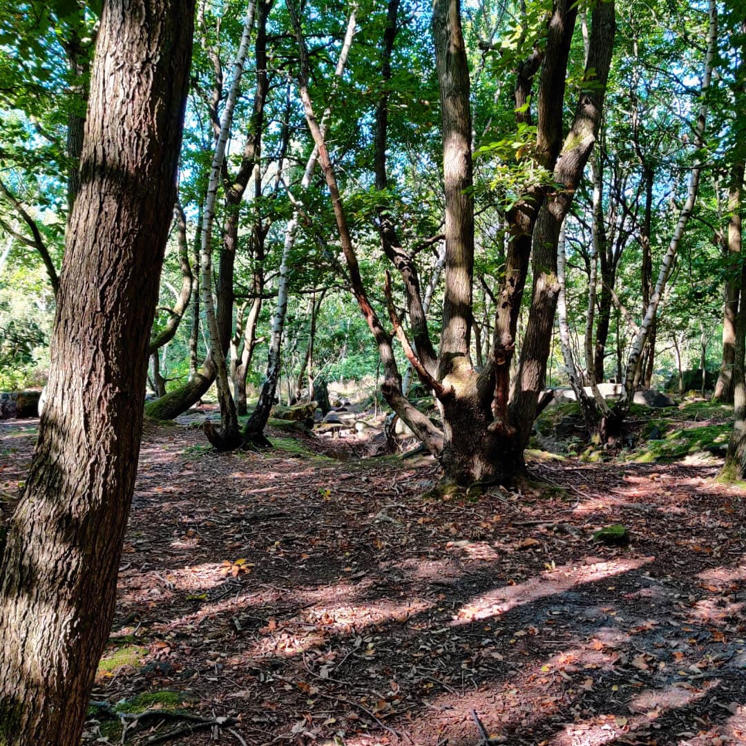 Hawksworth Wood path through woods