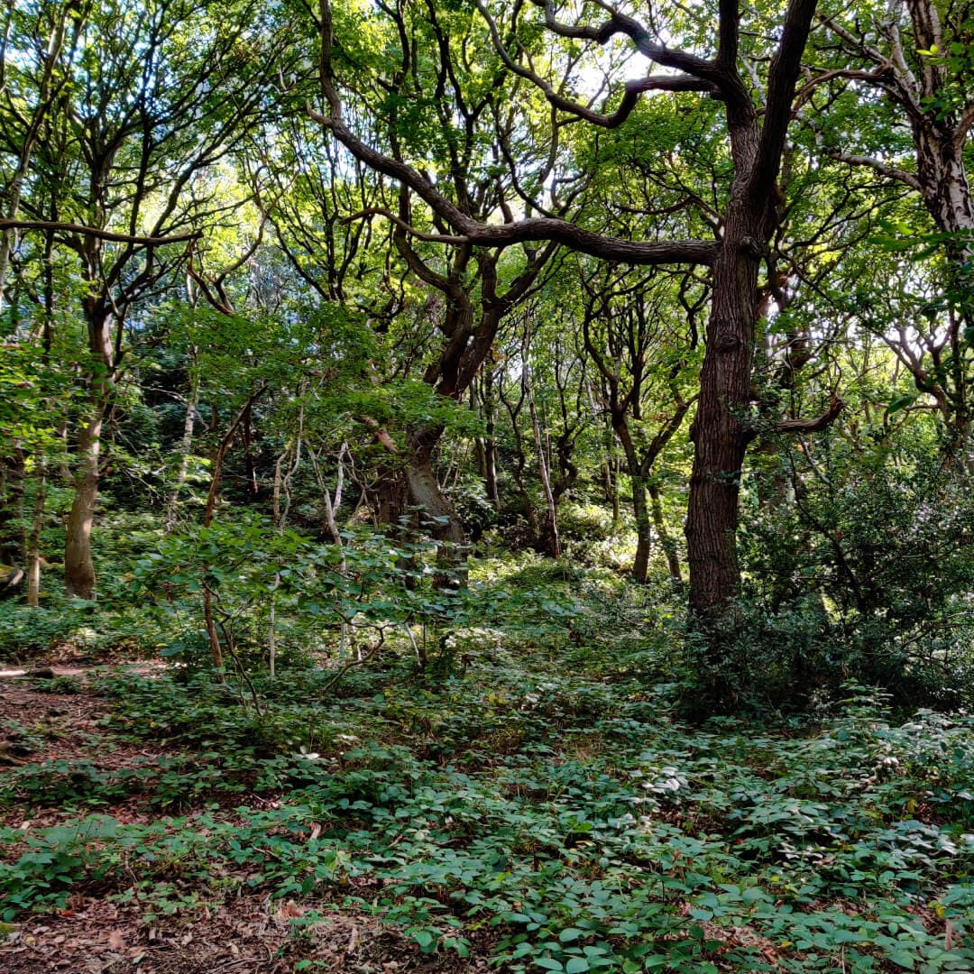 Hawksworth Wood path through woods