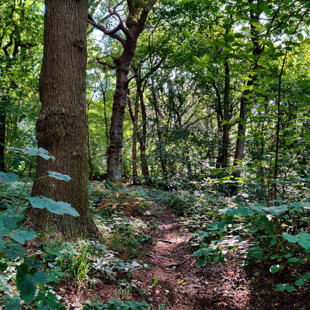 Hawksworth Wood path through woods