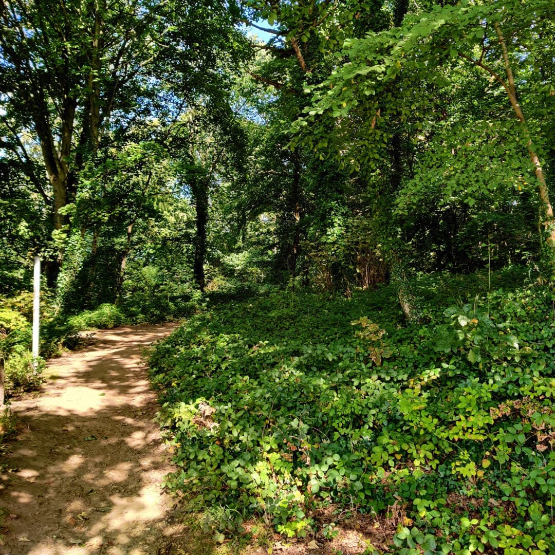Hawksworth Wood path through woods