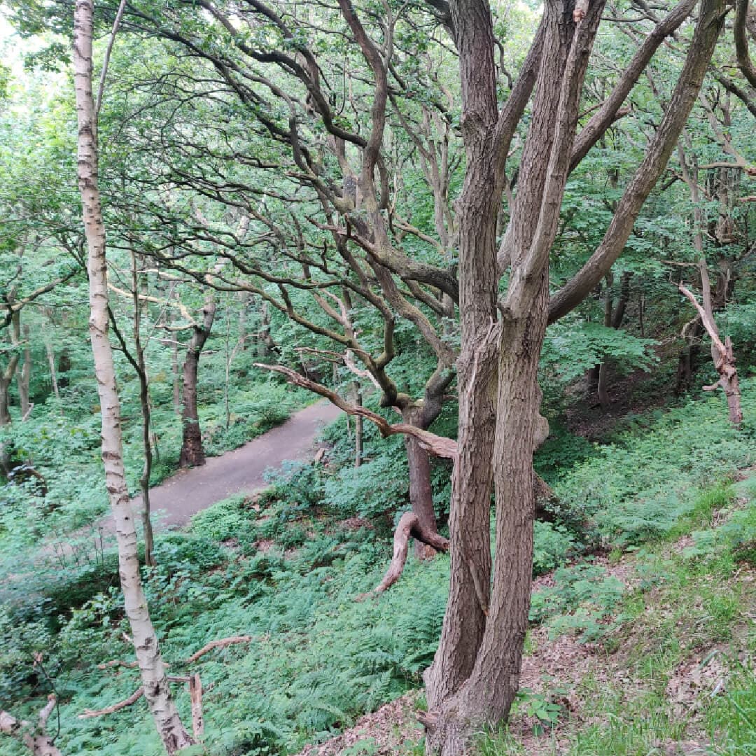 Hawksworth Wood from high up