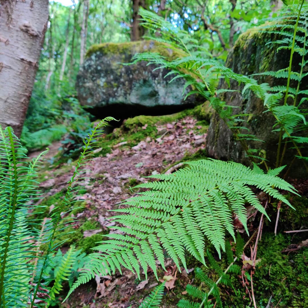 Hawksworth Wood ferns